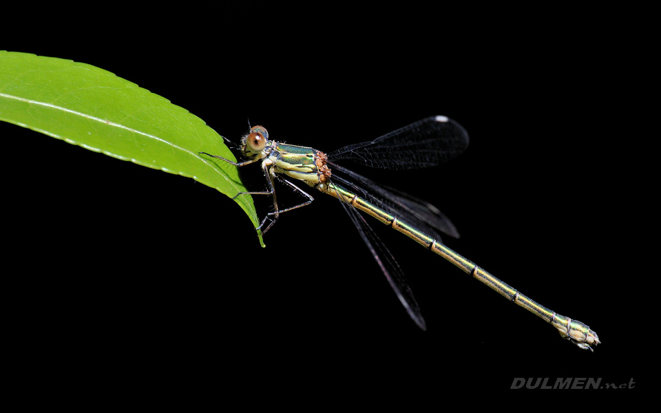 Western Willow Spreadwing (Female, Lestes viridis)